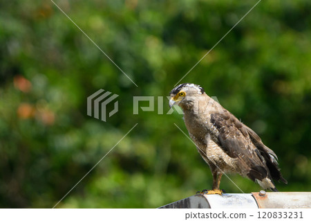 Wild Crested Serpent Eagle, Ishigaki Island, Okinawa 120833231