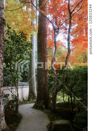 秋天的三千院、壽慶園、修碧園(京都府左京區) 秋天的三千院、壽慶園、修碧園(京都府左京區) 120833244