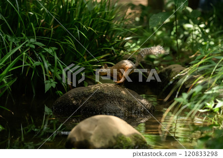 河對岸的松鼠池 河對岸的松鼠池 120833298