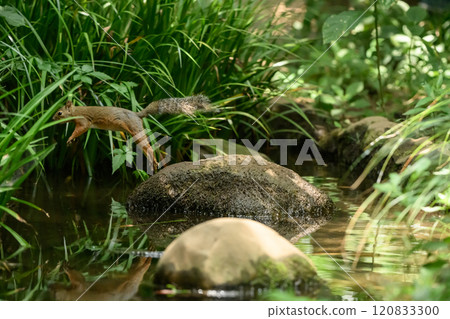 河對岸的松鼠池 河對岸的松鼠池 120833300