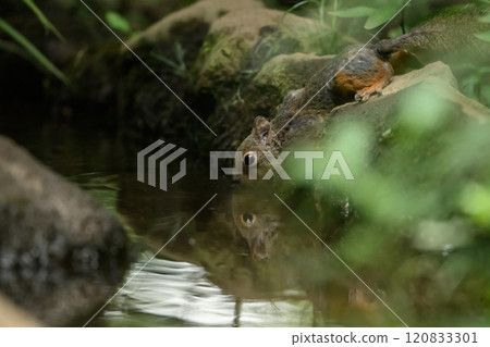 河對岸的松鼠池 河對岸的松鼠池 120833301