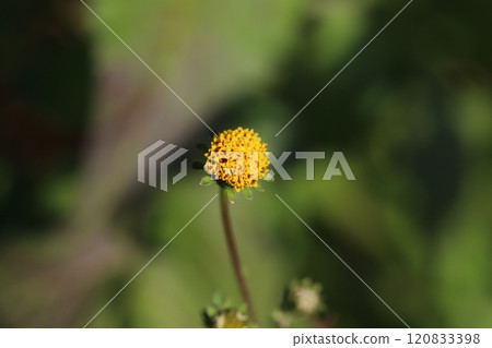 Small flowers of Bidens truncatula, a weed of the Asteraceae family, blooming in an autumn field 120833398