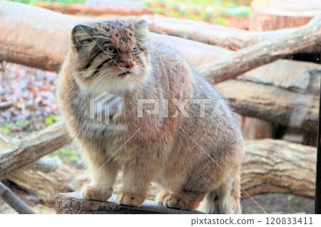 蓬鬆、蓬鬆、可愛的貓科動物、曼努爾貓、野貓動物園 120833411