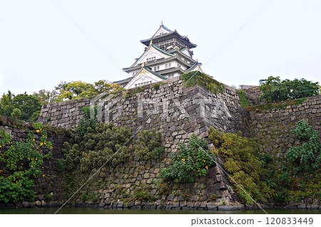 Osaka: The castle tower and stone walls of Osaka Castle seen from the inner moat (looking west from a boat) (autumn) Osaka: The castle tower and stone walls of Osaka Castle seen from the inner moat (looking west from a boat) (autumn) 120833449