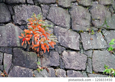 Osaka: Autumnal autumn leaves of the wax tree on the stone wall of Osaka Castle (from a boat on the inner moat) Osaka: Autumnal autumn leaves of the wax tree on the stone wall of Osaka Castle (from a boat on the inner moat) 120833450