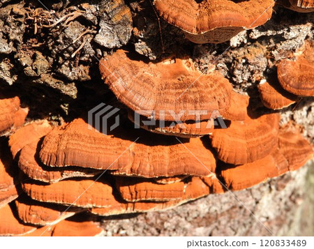 長在櫻花樹幹上的“水獺蘑菇” 120833489