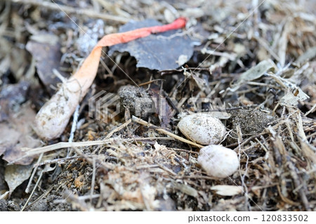 Shiratamatake and Foxglove: White spherical mushrooms 120833502