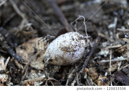 Shiratamatake, a white spherical mushroom 120833506