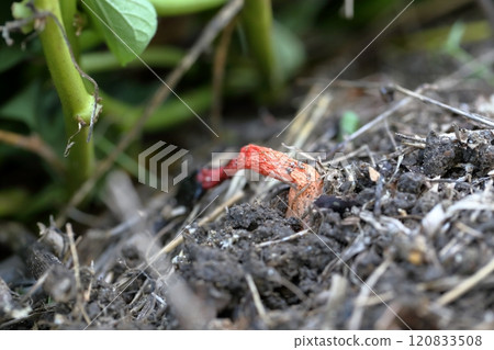 Foxglove mushroom, a foul-smelling mushroom 120833508