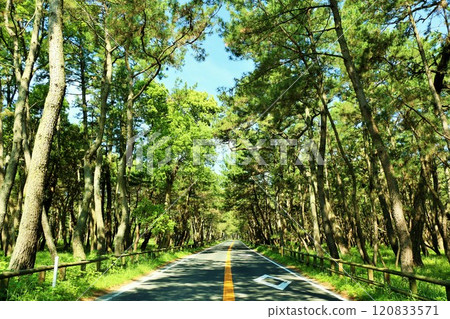 Saga Prefecture: Fresh greenery in early summer: Rainbow Pine Grove Saga Prefecture: Fresh greenery in early summer: Rainbow Pine Grove 120833571