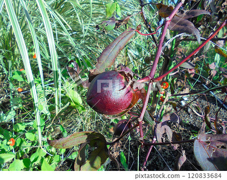 Cotton seed Cotton seed 120833684