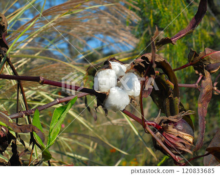 Cotton seed 120833685