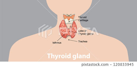 Anatomy of the Human Thyroid Gland 120833945