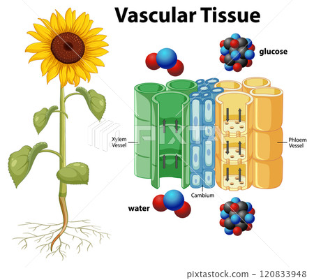 Vascular Tissue in Plants Illustration Vascular Tissue in Plants Illustration 120833948