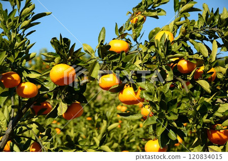 A lot of ripe mandarin oranges A lot of ripe mandarin oranges 120834015