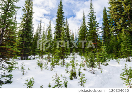 Snowy forest scene with tall pine trees in Banff national park in Canada 120834030