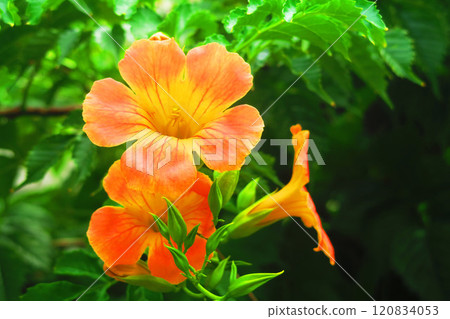 夏日風景,喇叭藤橙花盛開 夏日風景,喇叭藤橙花盛開 120834053