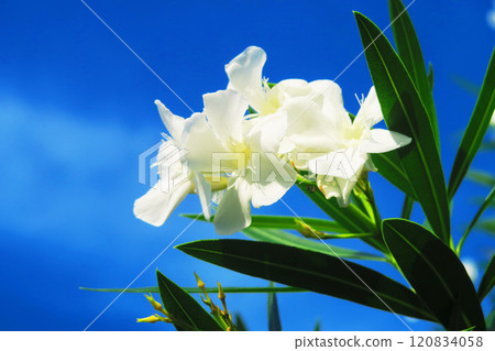 美麗的風景,白色夾竹桃花和藍天 美麗的風景,白色夾竹桃花和藍天 120834058