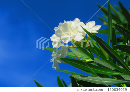 Beautiful scenery of white oleander flowers and blue sky Beautiful scenery of white oleander flowers and blue sky 120834059