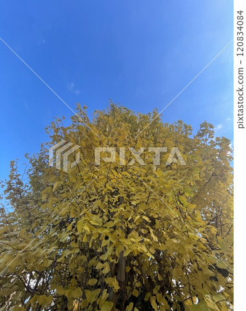 發光在藍天的秋葉 發光在藍天的秋葉 120834084
