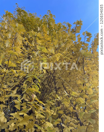 發光在藍天的秋葉 120834085