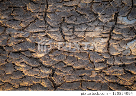 Close-up of textured tree bark with unique patterns and natural details Close-up of textured tree bark with unique patterns and natural details 120834094
