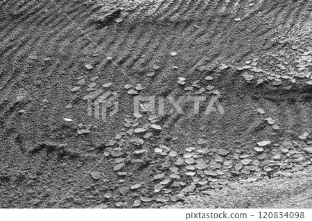 Black and white photograph of textured sandy surface with scattered shells Black and white photograph of textured sandy surface with scattered shells 120834098
