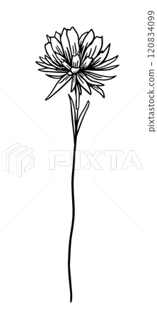 Flower one line monochrome. hand drawing. Not AI, Vector illustration Flower one line monochrome. hand drawing. Not AI, Vector illustration 120834099