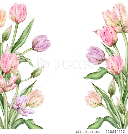 Square Frame with pastel pink light yellow violet Tulips and open bud. Hand drawn watercolor illustration delicate perennial bulbous flower for wedding design or spring card isolated on background. 120834232