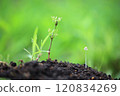Coprinus formosum and horsetail standing in the silence of early morning 120834269