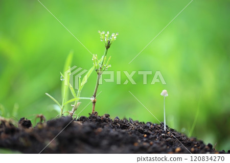 Hypnospinum 和馬尾矗立在清晨的寂靜中 120834270