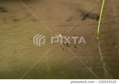 阿門博倒映在水面上 阿門博倒映在水面上 120834328