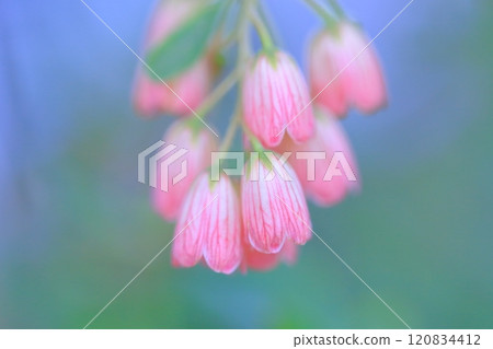 Pale pink flowers of Enkianthus arbutus Pale pink flowers of Enkianthus arbutus 120834412