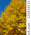 藍天和黃色銀杏樹 120834535
