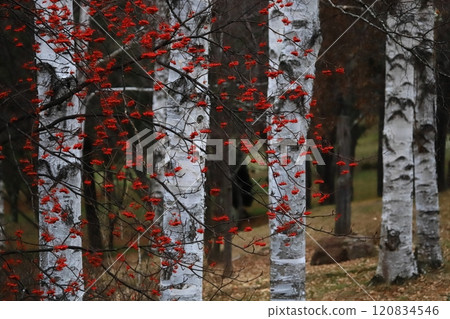 Birch forest and rowan berries 120834546