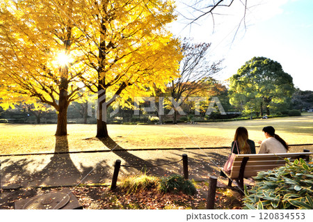 A woman talking on a bench next to a ginkgo tree with autumn leaves 120834553