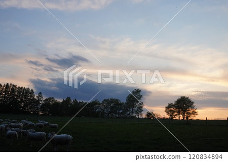 Grazing sheep at sunset Grazing sheep at sunset 120834894