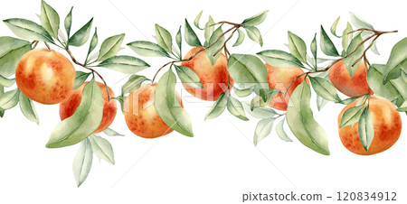 Grapefruits on branches of fruit tree seamless border isolated on white. Watercolor citrus plants. Hand drawn leafy sprig and oranges on repeated texture in botanical sketch style for textile, package Grapefruits on branches of fruit tree seamless border isolated on white. Watercolor citrus plants. Hand drawn leafy sprig and oranges on repeated texture in botanical sketch style for textile, package 120834912
