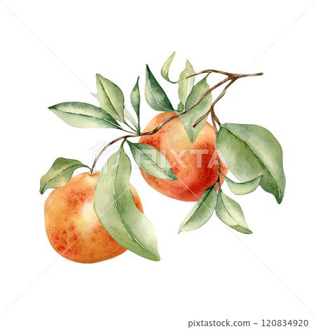 Ripe grapefruits on branch by watercolor illustration isolated. Leaves of citrus tree and red orange hand drawn. Leafy Sprig of ruby red fruit painted in botanical sketch. Citrus Paradisi plant. 120834920