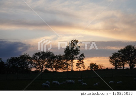 夕陽下放牧羊群 夕陽下放牧羊群 120835033