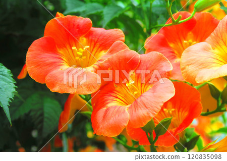 Scenery of Trumpet Creeper in full bloom in midsummer 120835098