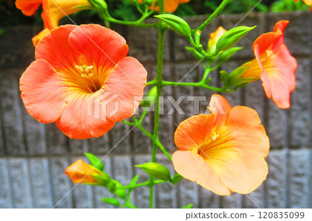 Scenery of Trumpet Creeper in full bloom in midsummer 120835099