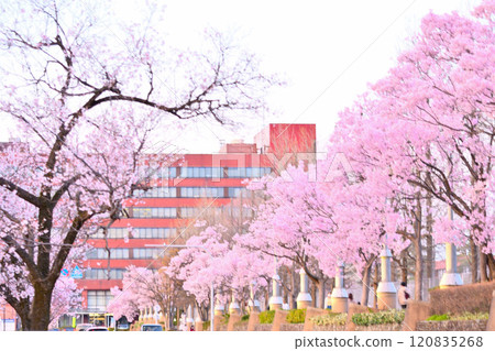Cherry blossom trees in front of Takaoka City Hall Cherry blossom trees in front of Takaoka City Hall 120835268