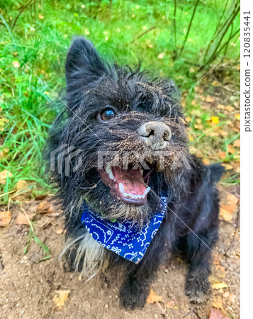 A close-up happy wet, dirty black small dog with blue bandana around its neck. High quality photo A close-up happy wet, dirty black small dog with blue bandana around its neck. High quality photo 120835441