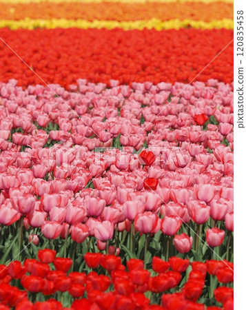 鬱金香花 鬱金香花 120835458