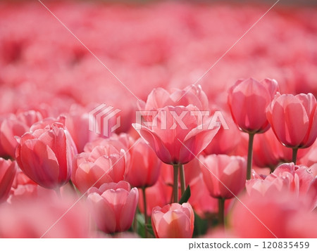 鬱金香花 鬱金香花 120835459