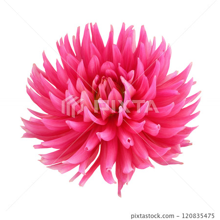 Pink dahlia flower isolated Pink dahlia flower isolated 120835475