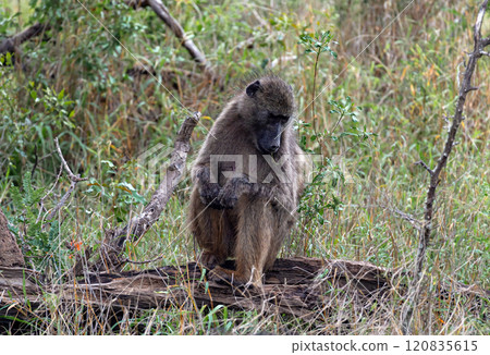 Sad monkey sits on a log. Chacma baboon in Kruger National Park, South Africa 120835615