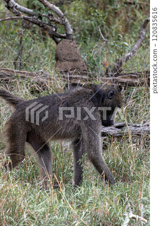 Monkey walks. Chacma baboon. Safari in savannah 120835616