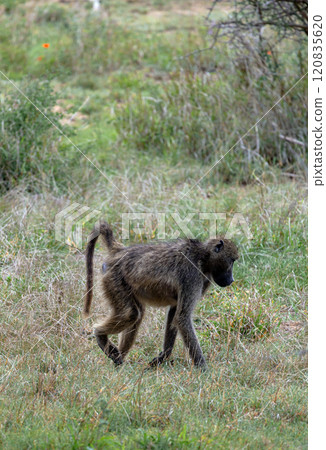 Chacma baboon, Monkey walks. Safari in savannah Chacma baboon, Monkey walks. Safari in savannah 120835620